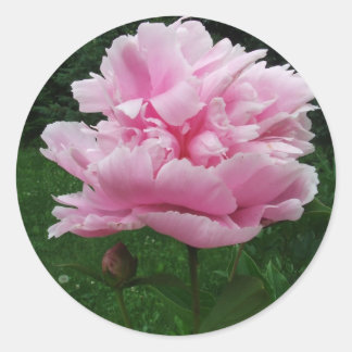Rosa Peony Round Stickers Runt Klistermärke