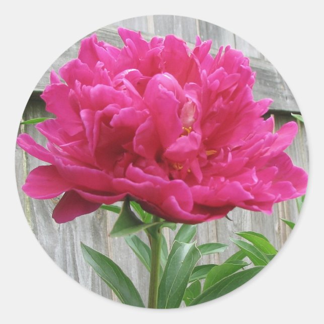 Rosa Peony Runt Klistermärke (Framsida)