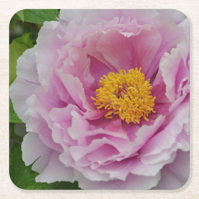 Rosa Peony Underlägg Papper Kvadrat (Framsidan)
