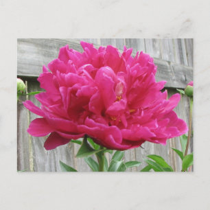 Rosa Peony Vykort