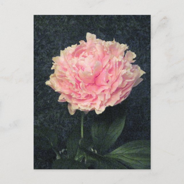 Rosa Peony Vykort (Framsida)