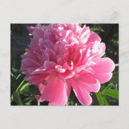 Rosa Peony Vykort
