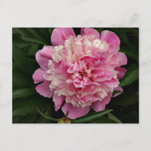 Rosa Peony Vykort