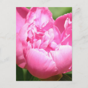 Rosa Peony-vykort Vykort
