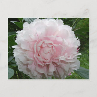 Rosa Peony-vykort Vykort