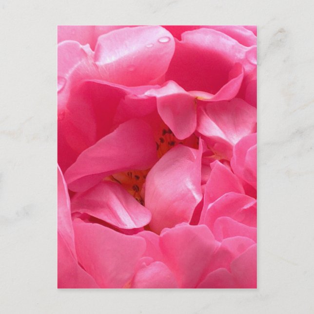 Rosa Peony-vykort Vykort (Framsida)