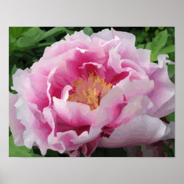 Rosa Peony Watercolor Bra Blommigt  Poster