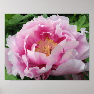 Rosa Peony Watercolor Bra Blommigt  Poster