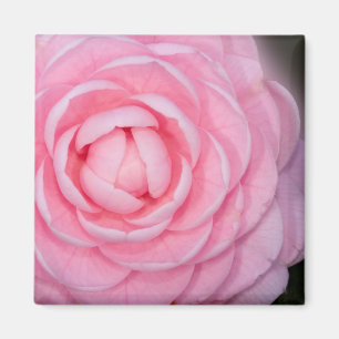 Rosa perfektionCamellia Magnet