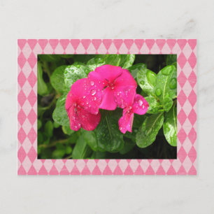 Rosa Periwinkle Argyle-vykort Vykort