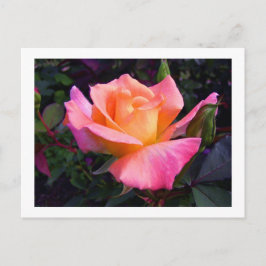 Rosa persika- och gul rosvykort vykort