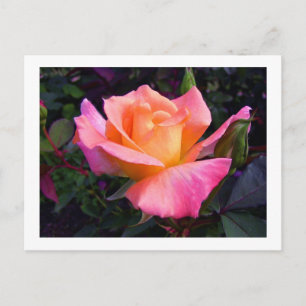 Rosa persika- och gul rosvykort vykort