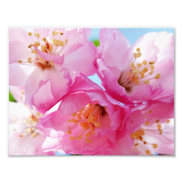 Rosa Petal-inspiration Fototryck (Framsidan)