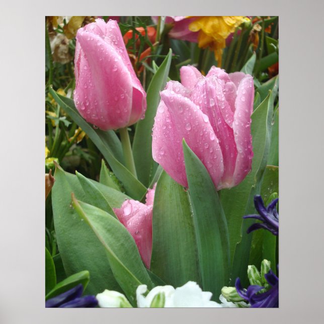 Rosa Petal Tulips som finns i Löv 2 Poster (Framsidan)