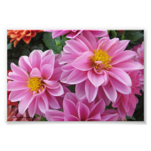 Rosa Petals Fototryck