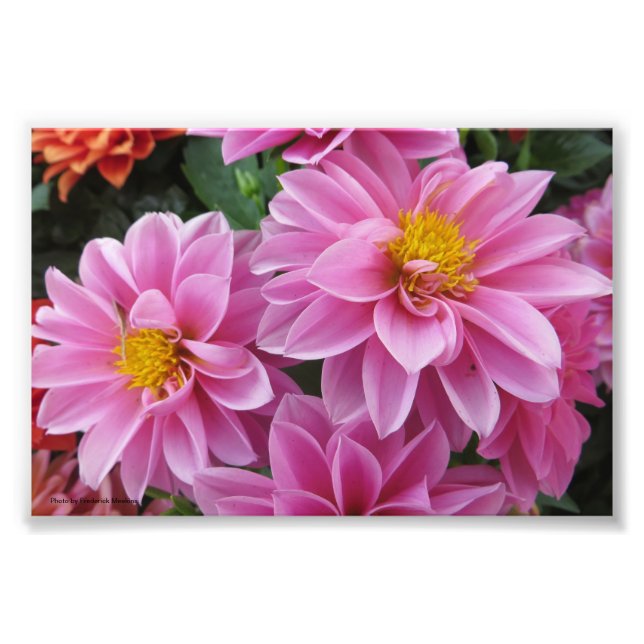 Rosa Petals Fototryck (Framsidan)