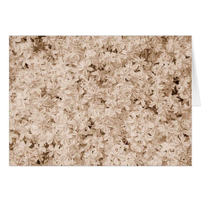 Rosa Petals Hälsningskort (Framsidan Horizontal)