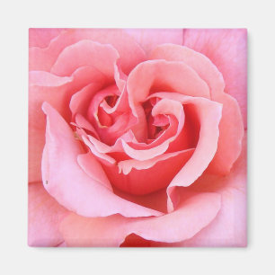 Rosa Petals Magnet
