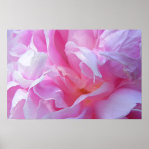 Rosa Petals Peonie Poster