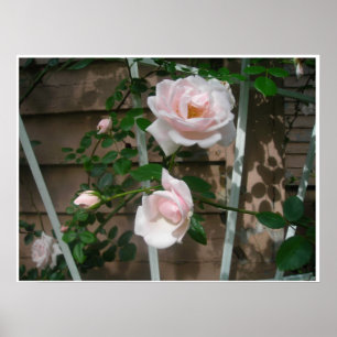 Rosa Petals Poster