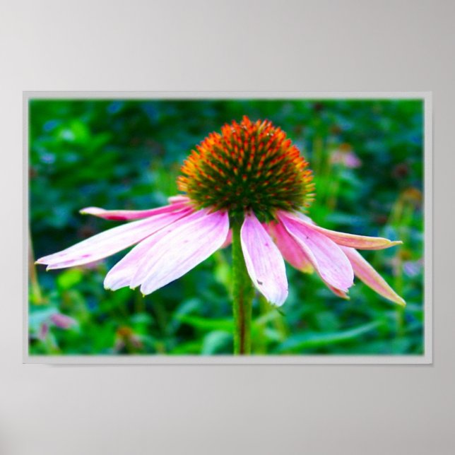 Rosa Petals Poster (Framsidan)