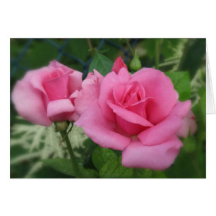 Rosa Petals - Ro Hälsningskort