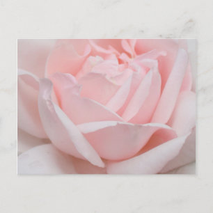 Rosa Petalsvykort Vykort