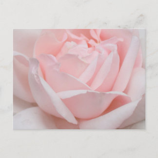 Rosa Petalsvykort Vykort