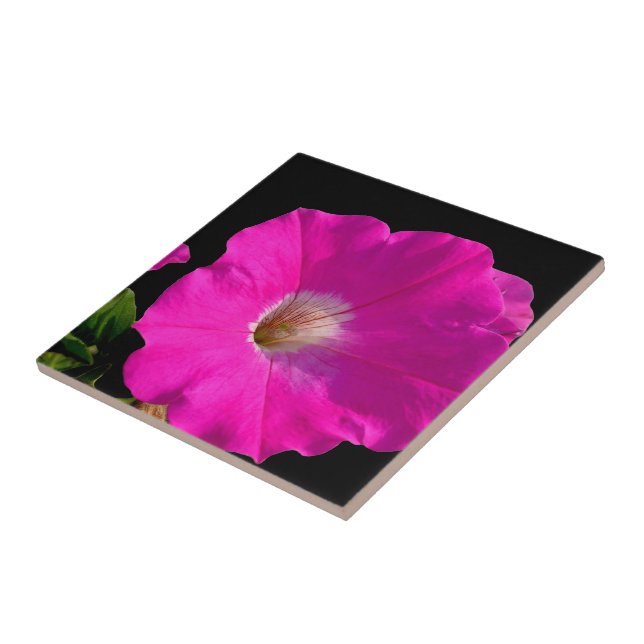 rosa petunia blomma kakelplatta (Sidan)