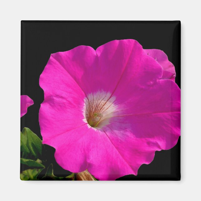 rosa petunia-blomma magnet (Framsidan)