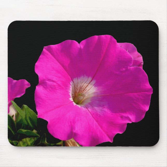 Rosa Petunia Blomma Musmatta (Framsidan)