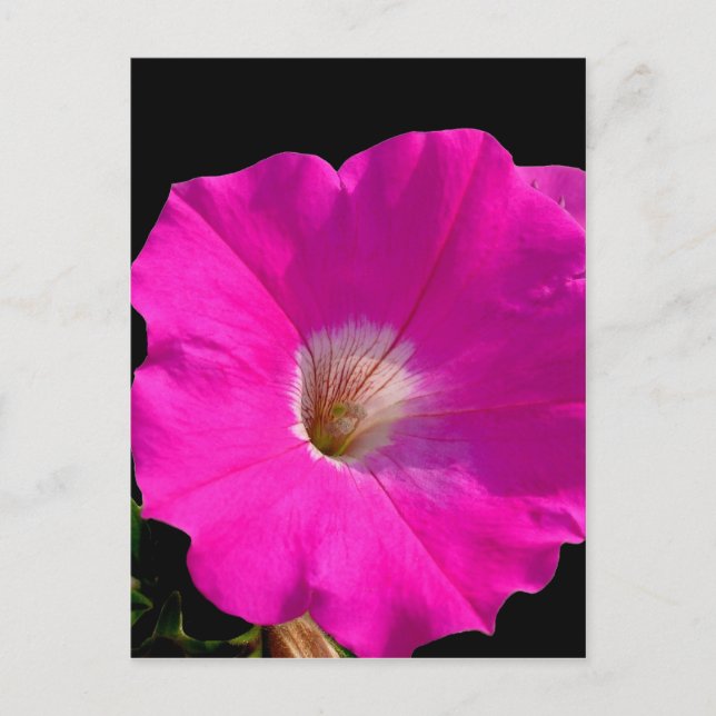 rosa petunia-blomma vykort (Framsida)