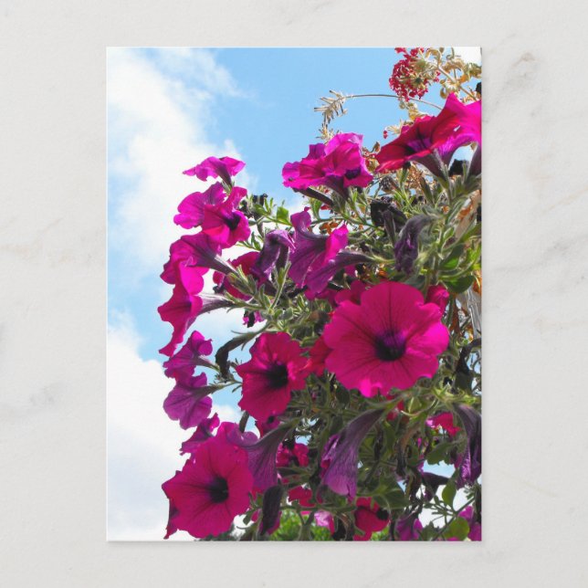 rosa petunia-blommor basket i blå himmel vykort (Framsida)