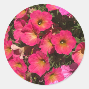 Rosa Petunia Blommor Vår Runt Klistermärke