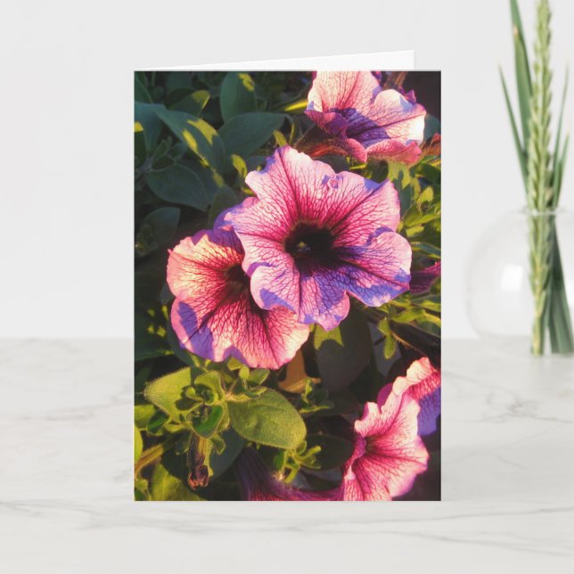 Rosa Petunia Blomsterträdgård Kort (Framsida)