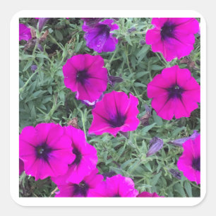 Rosa Petunia Closeup Sticker Fyrkantigt Klistermärke