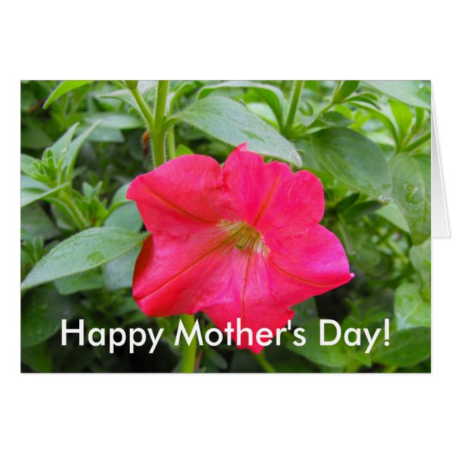 Rosa Petunia Flower Hälsningskort (Framsidan Horizontal)