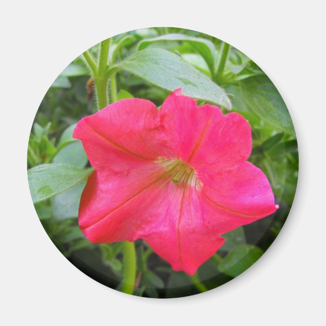 Rosa Petunia Flower Magnet (Framsidan)