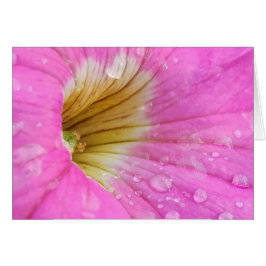 Rosa Petunia med Vatten tappar ett närfoto från nä Hälsningskort