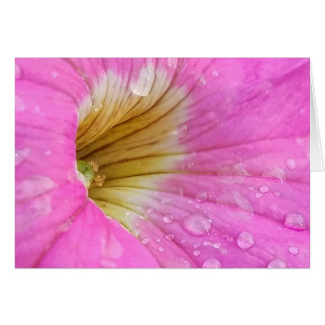 Rosa Petunia med Vatten tappar ett närfoto från nä Hälsningskort (Framsidan Horizontal)