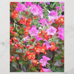 Rosa petunia och röda geranium
