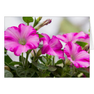 Rosa Petunia Passion Hälsningskort