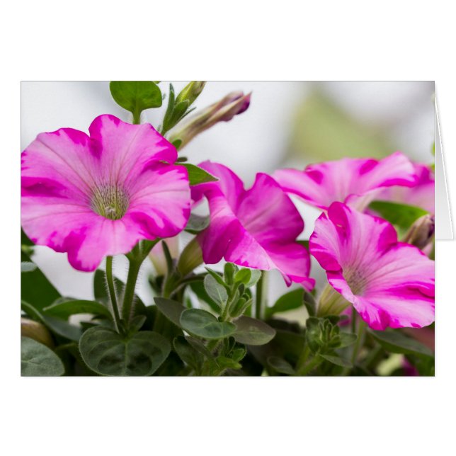Rosa Petunia Passion Hälsningskort (Framsidan Horizontal)