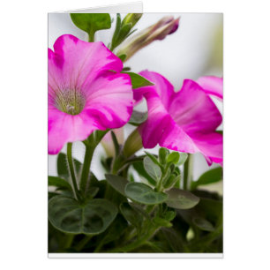 Rosa Petunia Passion Hälsningskort