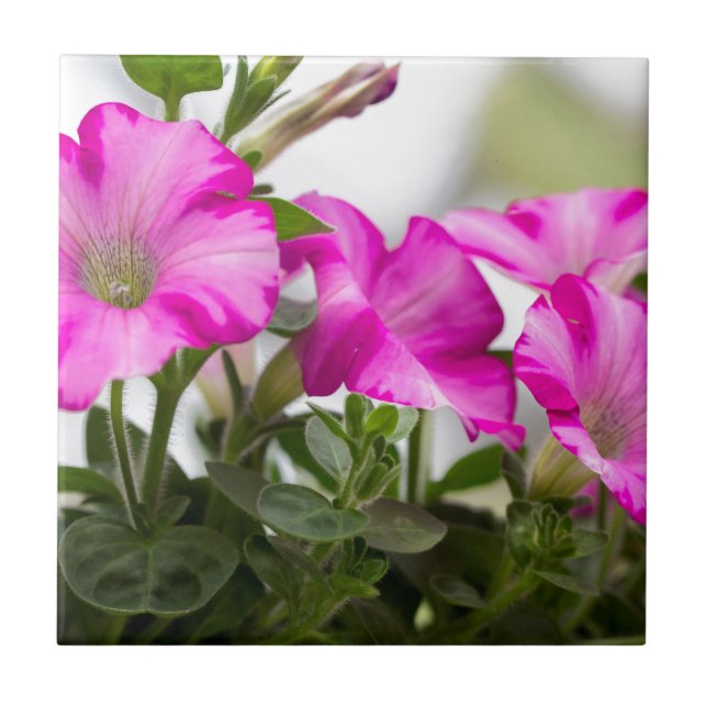 Rosa Petunia Passion Kakelplatta (Framsidan)