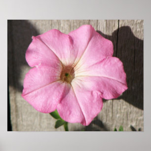 Rosa Petunia Poster