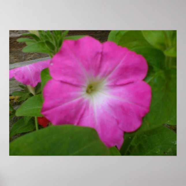Rosa Petunia Print Poster (Framsidan)
