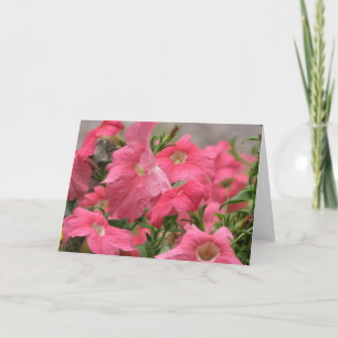 Rosa Petunias Kort