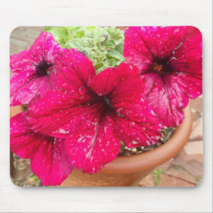 Rosa Petunias Musmatta