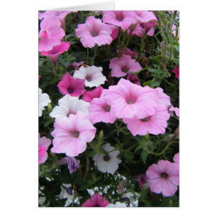 "Rosa Petunias" OBS Kort